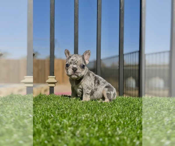 Medium Photo #7 French Bulldog Puppy For Sale in ATHERTON, CA, USA