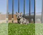 Small #6 French Bulldog