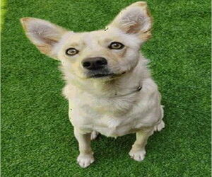 Australian Kelpie-Unknown Mix Dogs for adoption in Redwood City, CA, USA
