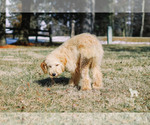 Small Photo #12 Goldendoodle Puppy For Sale in CARLOCK, IL, USA