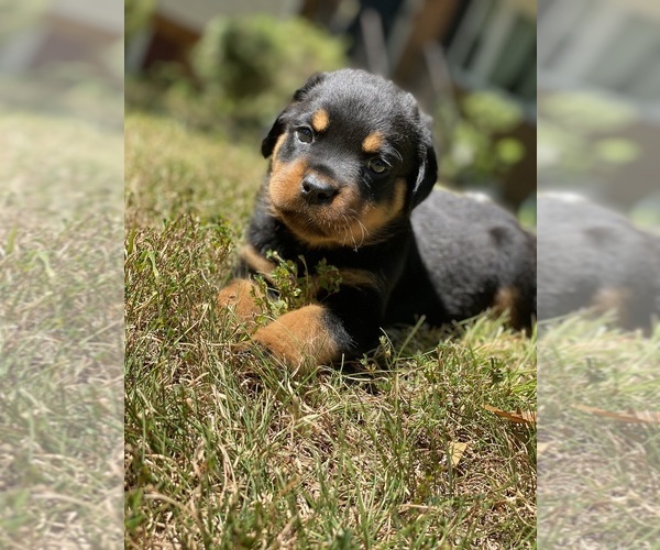 Medium Photo #1 Rottweiler Puppy For Sale in RICHMOND, VA, USA