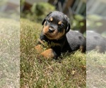 Small Rottweiler
