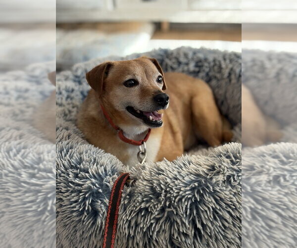 Medium Photo #7 Mutt Puppy For Sale in Brewster, NY, USA