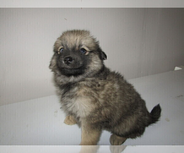 Medium Photo #10 Pomsky Puppy For Sale in KOKOMO, IN, USA