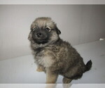 Small Photo #10 Pomsky Puppy For Sale in KOKOMO, IN, USA