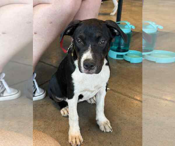 Medium Photo #11 Staffordshire Bull Terrier-Unknown Mix Puppy For Sale in Holly Springs, NC, USA