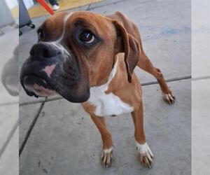 Boxer Dogs for adoption in Bakersfield, CA, USA