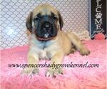 Small #10 Mastiff