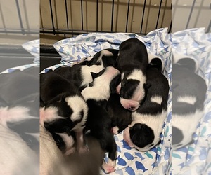 Boston Terrier Puppy for sale in HUNTINGTON, IN, USA