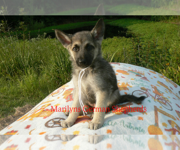 Medium Photo #6 German Shepherd Dog Puppy For Sale in PIEDMONT, MO, USA