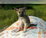 Small Photo #6 German Shepherd Dog Puppy For Sale in PIEDMONT, MO, USA