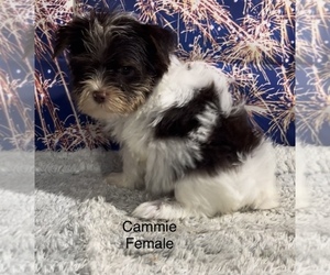 Yorkshire Terrier Puppy for sale in AZLE, TX, USA