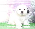 Small Photo #1 Shih-Poo Puppy For Sale in BEL AIR, MD, USA