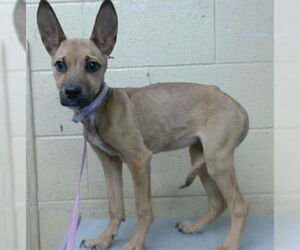 Chihuahua-Unknown Mix Dogs for adoption in Downey, CA, USA