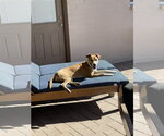 Small #3 American Pit Bull Terrier Mix
