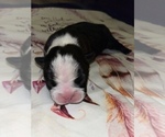 Small Photo #2 Boston Terrier Puppy For Sale in CORTEZ, CO, USA