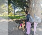 Small #5 German Shepherd Dog