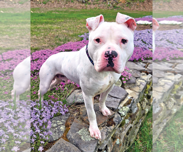 Medium Photo #3 American Pit Bull Terrier Puppy For Sale in Westminster, MA, USA