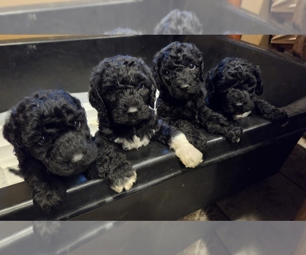 Medium Photo #8 Labradoodle Puppy For Sale in WEST DES MOINES, IA, USA