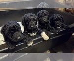 Small #7 Labradoodle
