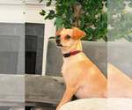 Small #2 Chihuahua Mix