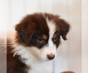 Australian Shepherd Puppy for sale in WESTFIELD, MA, USA