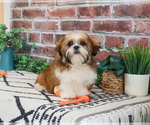 Small #1 Shih Tzu
