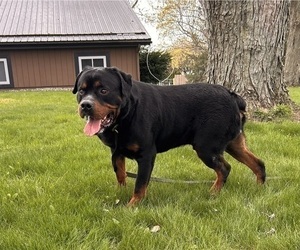 Father of the Rottweiler puppies born on 03/14/2025