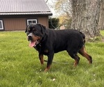 Small Photo #1 Rottweiler Puppy For Sale in MIDDLEBURY, IN, USA