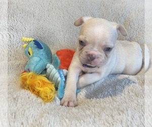 Medium Faux Frenchbo Bulldog