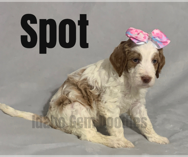 Medium Photo #10 Goldendoodle Puppy For Sale in HOMEDALE, ID, USA