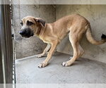 KRIS - Male Bullmastiff-Unknown Mix Dog for Adoption - Small photo