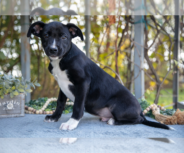 Medium Photo #2 Border Collie-Boxer Mix Puppy For Sale in MILLERSBURG, IN, USA