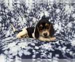 Small #8 Beagle