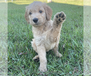 Goldendoodle Puppy for sale in LUCEDALE, MS, USA