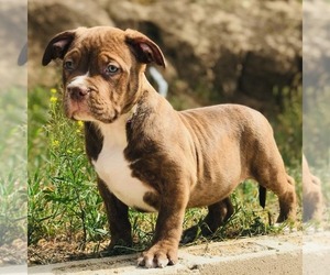 American Bully Puppy for sale in MORENO VALLEY, CA, USA
