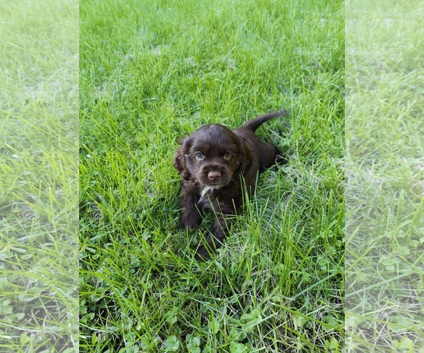 Medium Photo #3 Cocker Spaniel Puppy For Sale in St. Louis Park, MN, USA