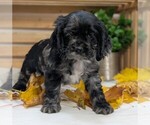 Small #2 Cocker Spaniel