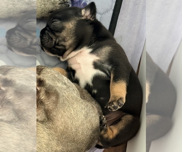 Medium Photo #3 French Bulldog Puppy For Sale in WESLEY CHAPEL, FL, USA