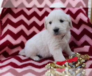 Golden Retriever Puppy for sale in SHILOH, OH, USA