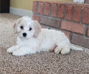 Cavachon Puppy for sale in LAWRENCEVILLE, GA, USA