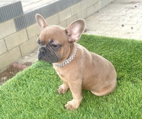 Medium Photo #1 French Bulldog Puppy For Sale in ATLANTA, GA, USA