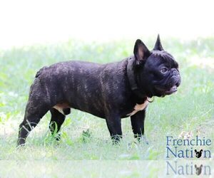 Father of the French Bulldog puppies born on 05/04/2023