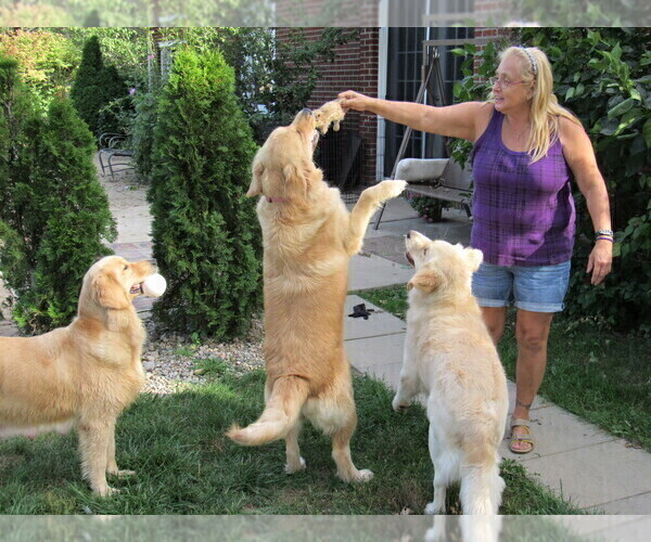 Medium Photo #12 English Cream Golden Retriever Puppy For Sale in NORTHWOOD, OH, USA