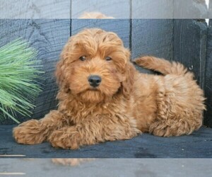 Cavapoo-Poodle (Standard) Mix Puppy for sale in FREDERICKSBURG, OH, USA