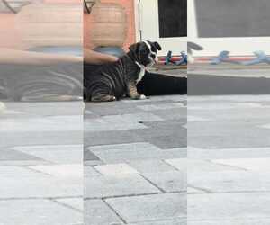 American Bully Puppy for sale in NORTH PORT, FL, USA