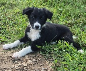 Medium Border-Aussie