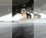 Small #1 Yorkshire Terrier