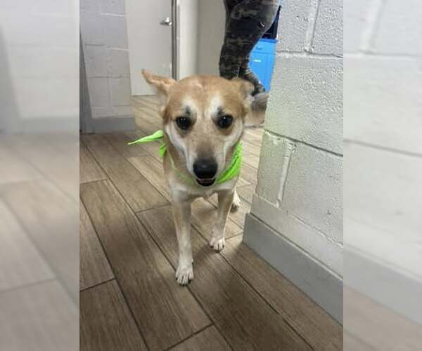 Medium Photo #3 Shiba Inu-Unknown Mix Puppy For Sale in Rowlett, TX, USA