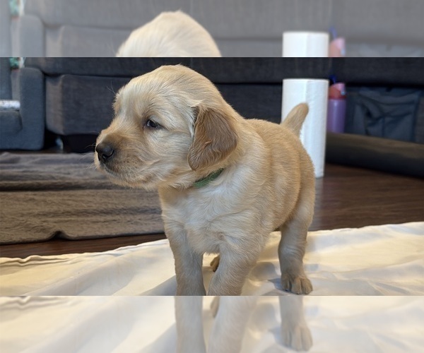 Medium Photo #7 Golden Retriever Puppy For Sale in PANA, IL, USA